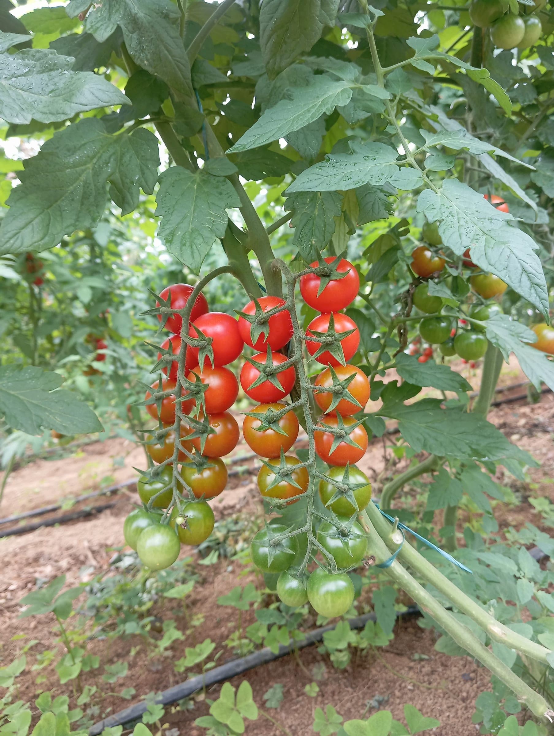 Cultivo acompañado por GeoConceptos 14