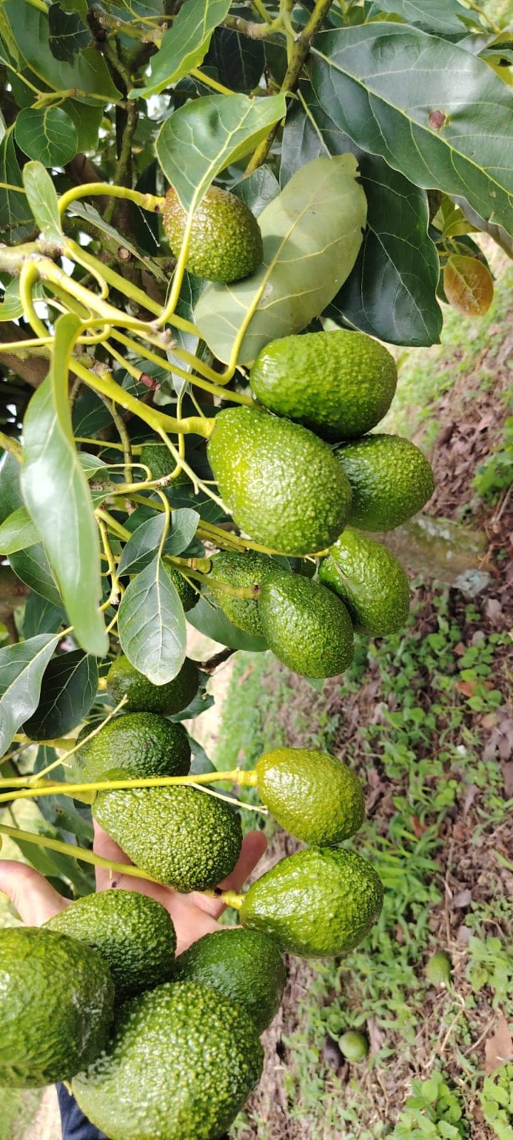 Cultivo acompañado por GeoConceptos 4